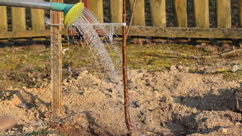 Bing Cherry Trees: Planting, Growing & Care Guide