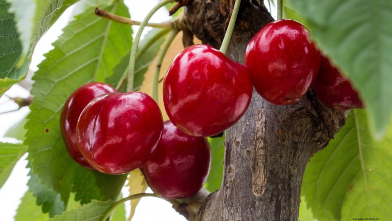 Bing Cherry Trees: Planting, Growing & Care Guide