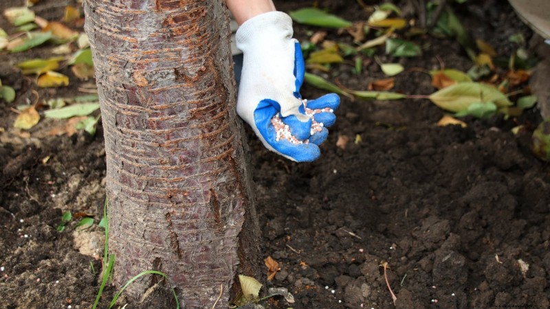 Bing Cherry Trees: Planting, Growing & Care Guide