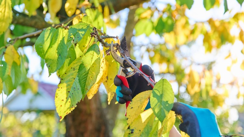 Bing Cherry Trees: Planting, Growing & Care Guide
