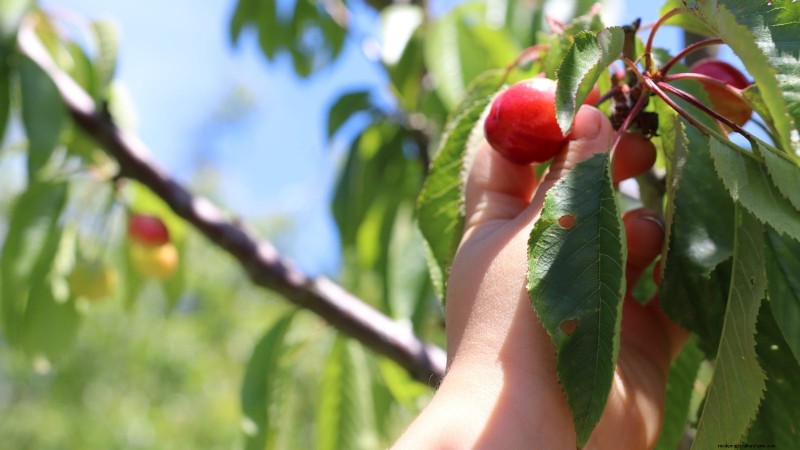 Bing Cherry Trees: Planting, Growing & Care Guide
