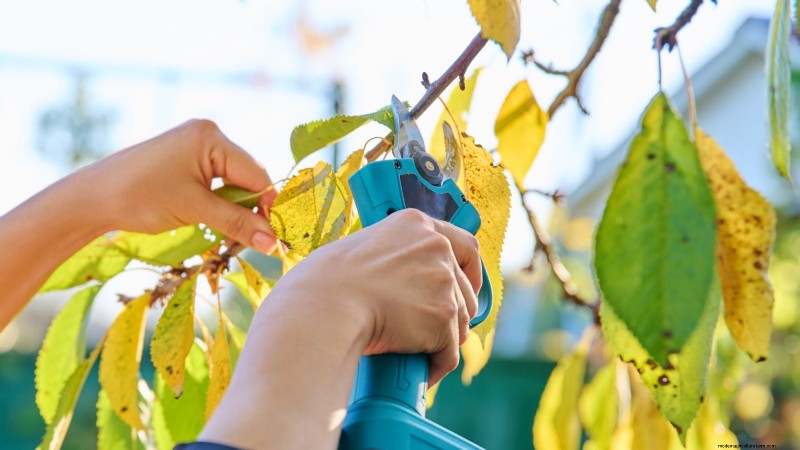 Bing Cherry Trees: Planting, Growing & Care Guide