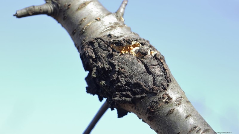 Bing Cherry Trees: Planting, Growing & Care Guide