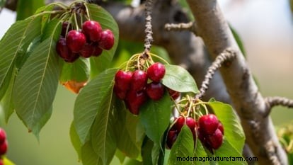 Black Tartarian Cherry Tree: Planting, Growing & Care Guide