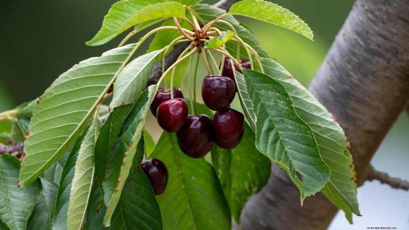 Black Tartarian Cherry Tree: Planting, Growing & Care Guide