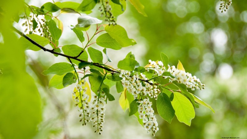 Black Tartarian Cherry Tree: Planting, Growing & Care Guide