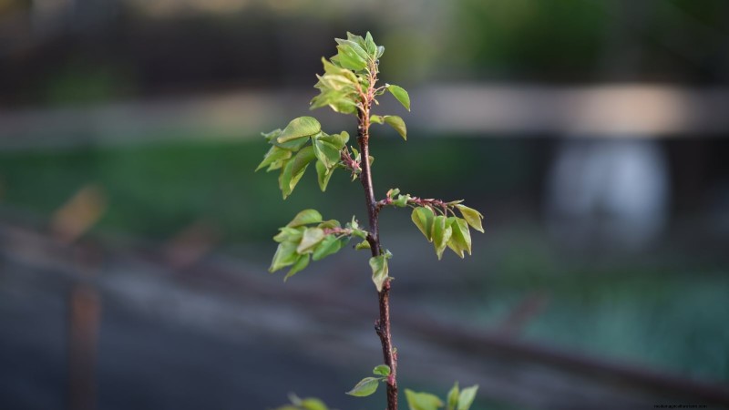 Black Tartarian Cherry Tree: Planting, Growing & Care Guide