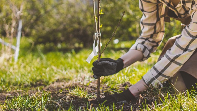 Black Tartarian Cherry Tree: Planting, Growing & Care Guide