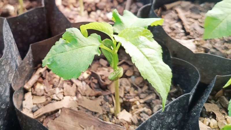 Black Tartarian Cherry Tree: Planting, Growing & Care Guide