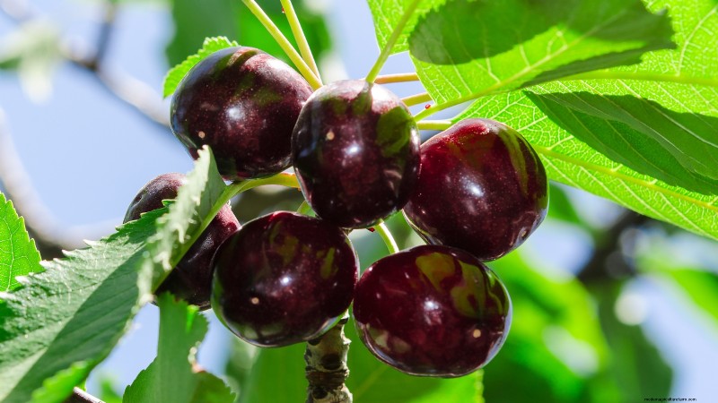 Black Tartarian Cherry Tree: Planting, Growing & Care Guide