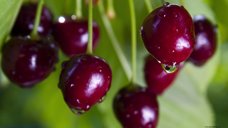 Black Tartarian Cherry Tree: Planting, Growing & Care Guide