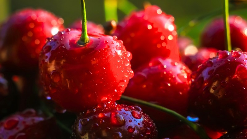 Black Tartarian Cherry Tree: Planting, Growing & Care Guide