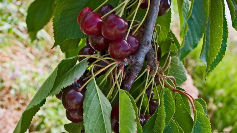 Black Tartarian Cherry Tree: Planting, Growing & Care Guide