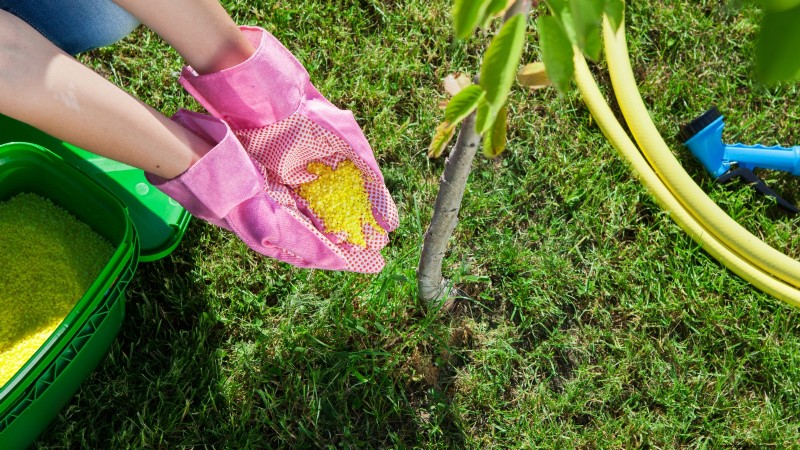 Black Tartarian Cherry Tree: Planting, Growing & Care Guide