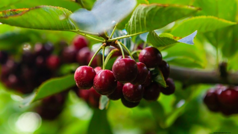 Black Tartarian Cherry Tree: Planting, Growing & Care Guide