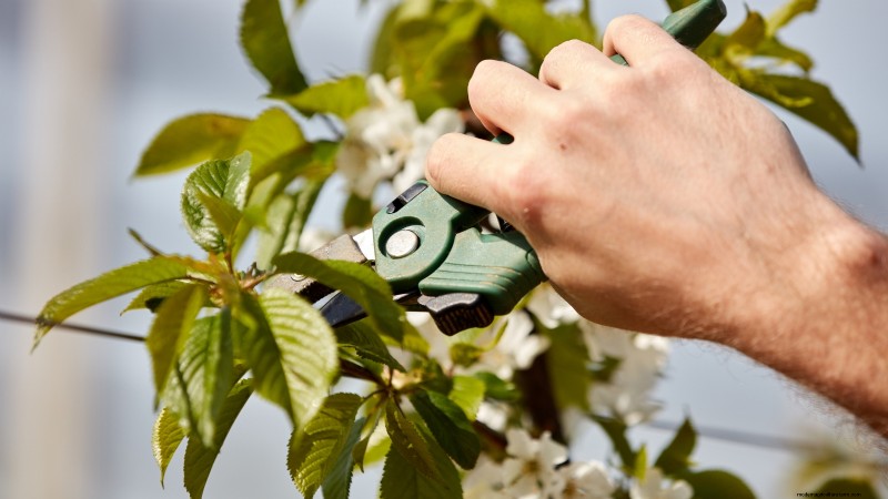 Black Tartarian Cherry Tree: Planting, Growing & Care Guide