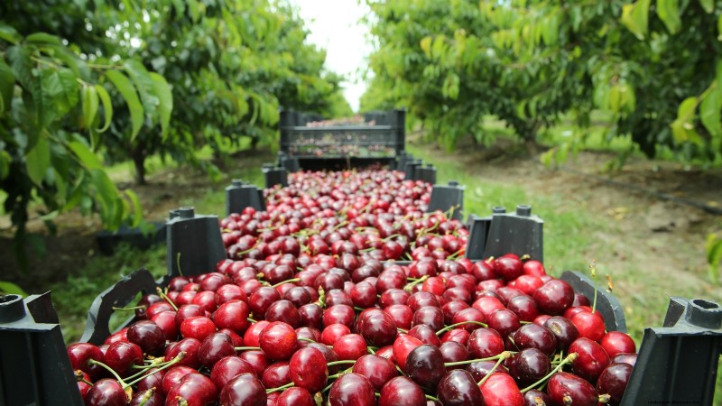 Black Tartarian Cherry Tree: Planting, Growing & Care Guide