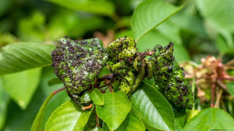 Black Tartarian Cherry Tree: Planting, Growing & Care Guide
