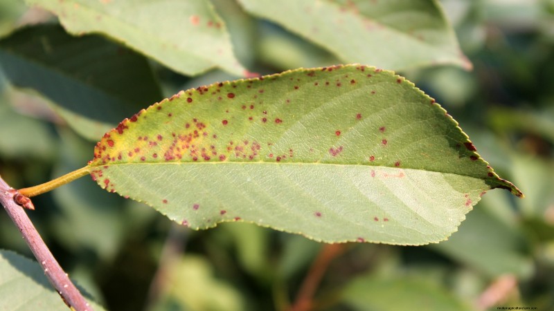 Black Tartarian Cherry Tree: Planting, Growing & Care Guide