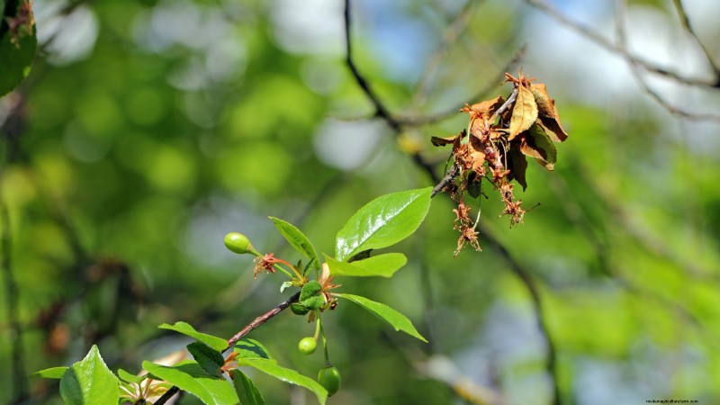 Black Tartarian Cherry Tree: Planting, Growing & Care Guide