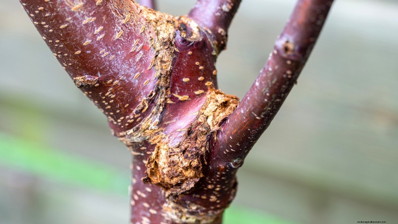 Black Tartarian Cherry Tree: Planting, Growing & Care Guide