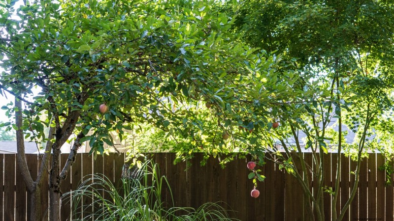 Growing Fuji Apple Trees: Planting, Care & Harvesting