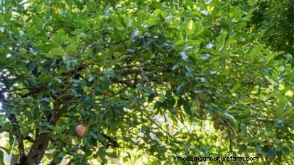Growing Fuji Apple Trees: Planting, Care & Harvesting