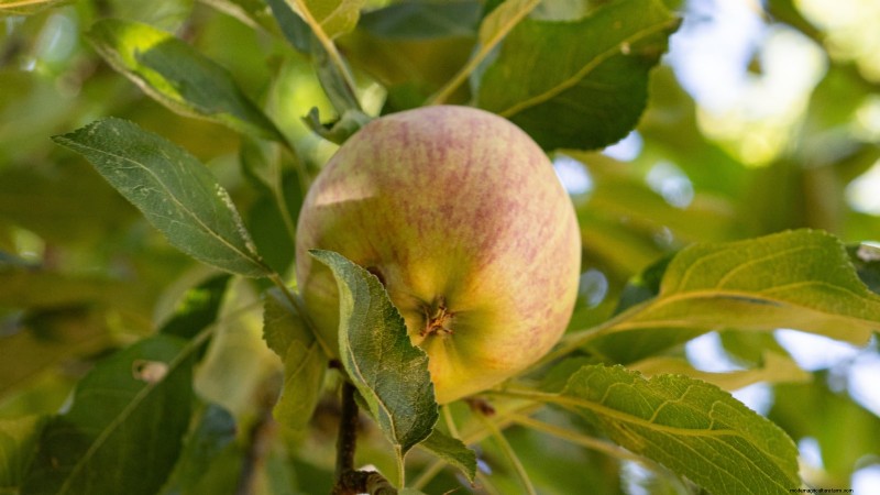 Growing Fuji Apple Trees: Planting, Care & Harvesting