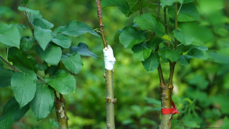 Growing Fuji Apple Trees: Planting, Care & Harvesting