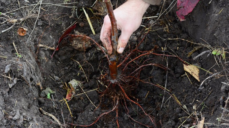 Growing Fuji Apple Trees: Planting, Care & Harvesting