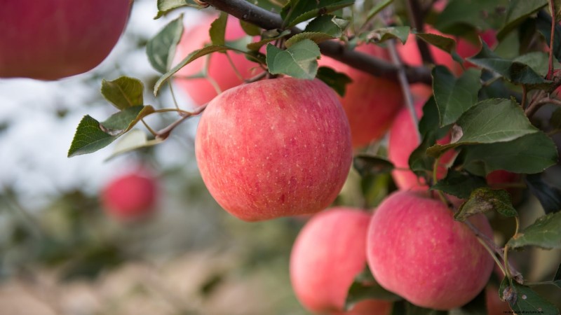 Growing Fuji Apple Trees: Planting, Care & Harvesting