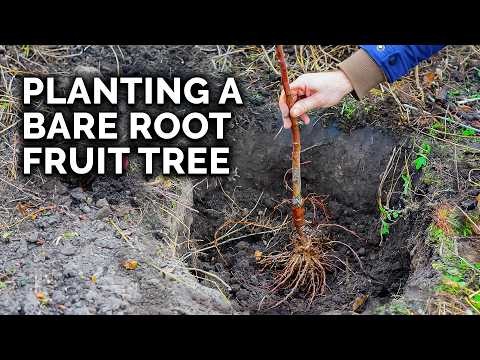 Growing Fuji Apple Trees: Planting, Care & Harvesting