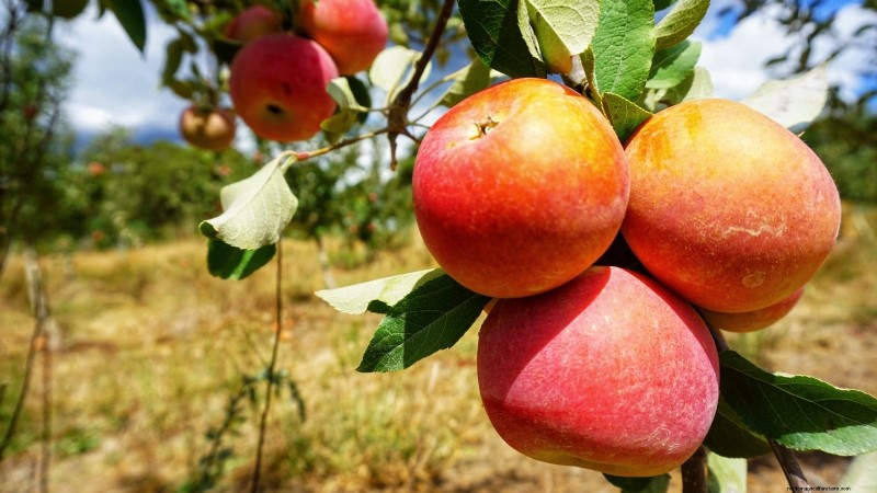 Growing Fuji Apple Trees: Planting, Care & Harvesting