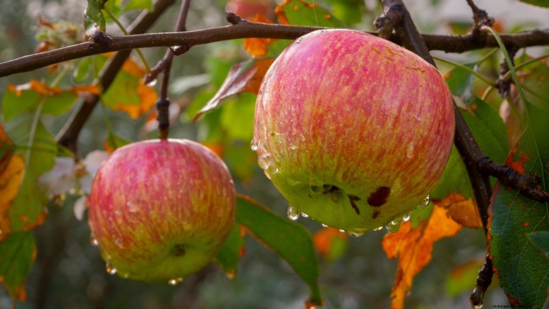 Growing Fuji Apple Trees: Planting, Care & Harvesting