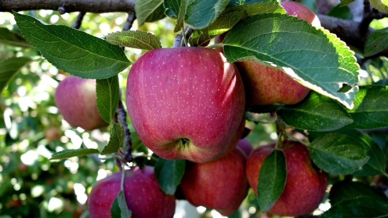 Growing Fuji Apple Trees: Planting, Care & Harvesting