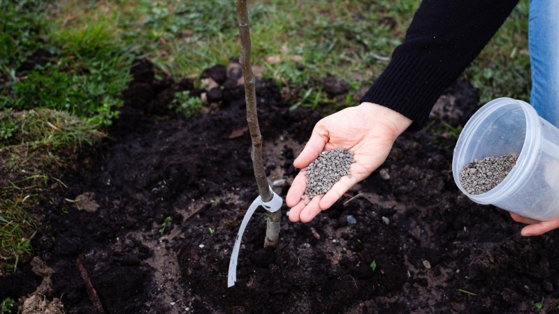 Growing Fuji Apple Trees: Planting, Care & Harvesting