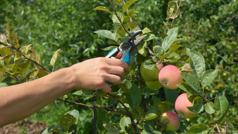 Growing Fuji Apple Trees: Planting, Care & Harvesting
