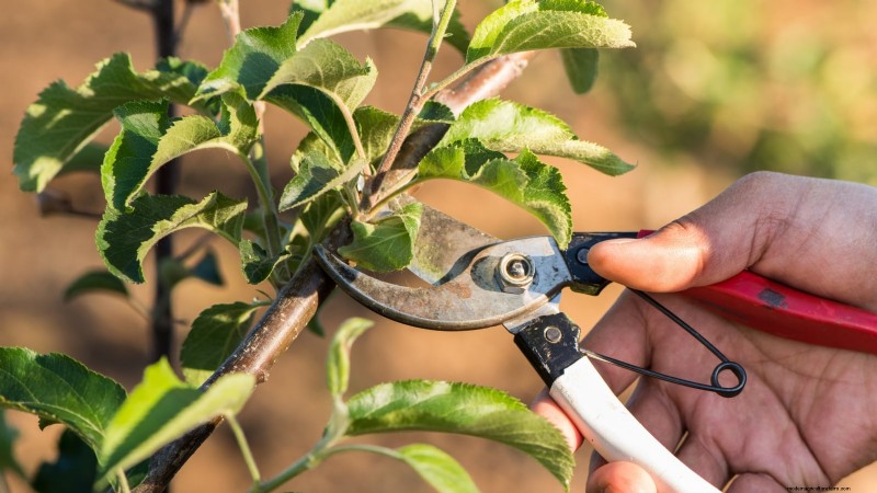 Growing Fuji Apple Trees: Planting, Care & Harvesting