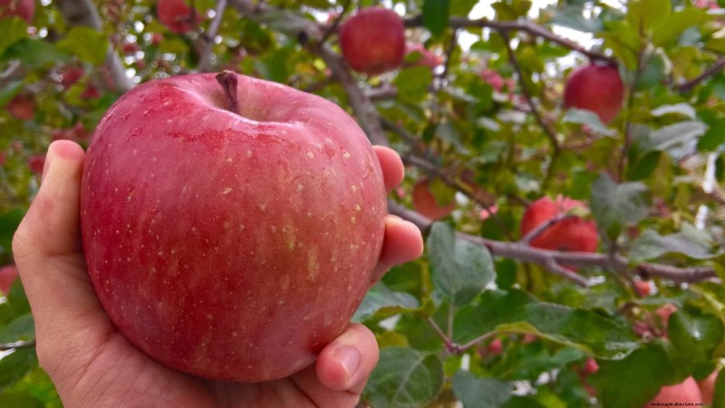 Growing Fuji Apple Trees: Planting, Care & Harvesting