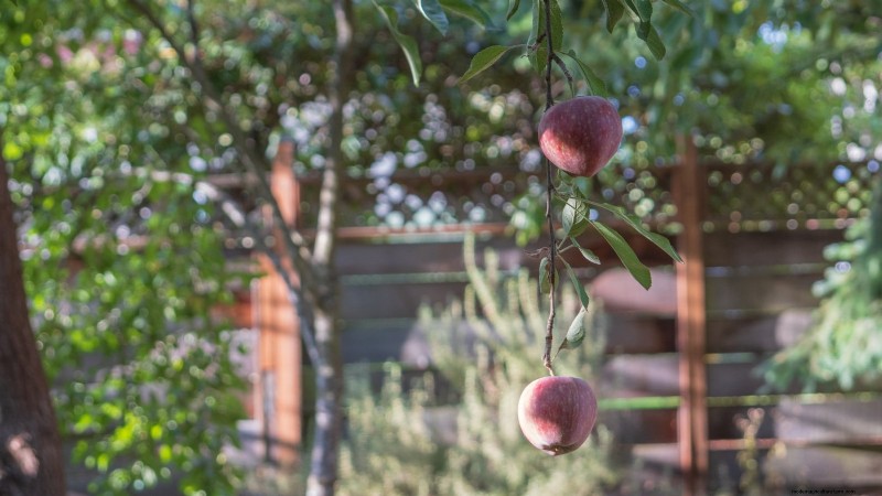 Growing Fuji Apple Trees: Planting, Care & Harvesting
