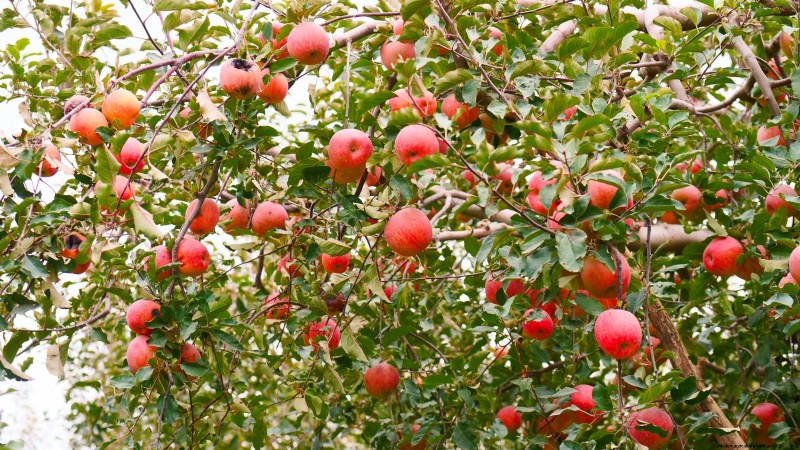 Growing Fuji Apple Trees: Planting, Care & Harvesting