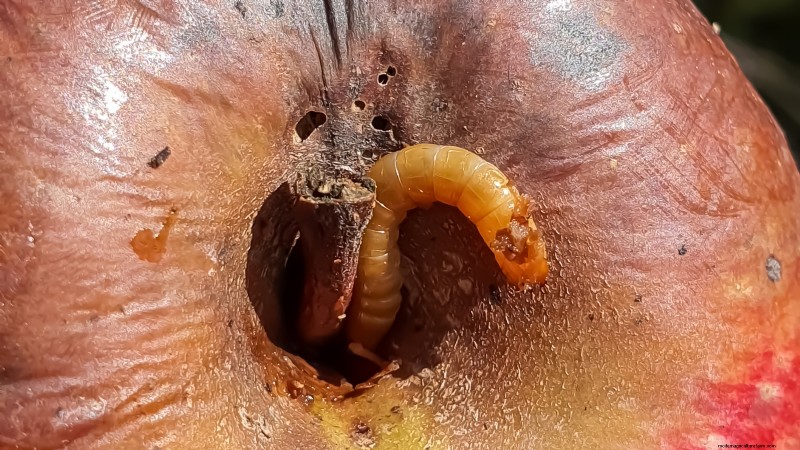 Growing Fuji Apple Trees: Planting, Care & Harvesting
