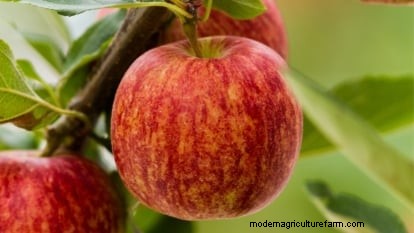 Gala Apple Tree: Planting, Growing & Care Guide