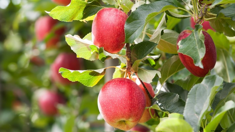 Gala Apple Tree: Planting, Growing & Care Guide