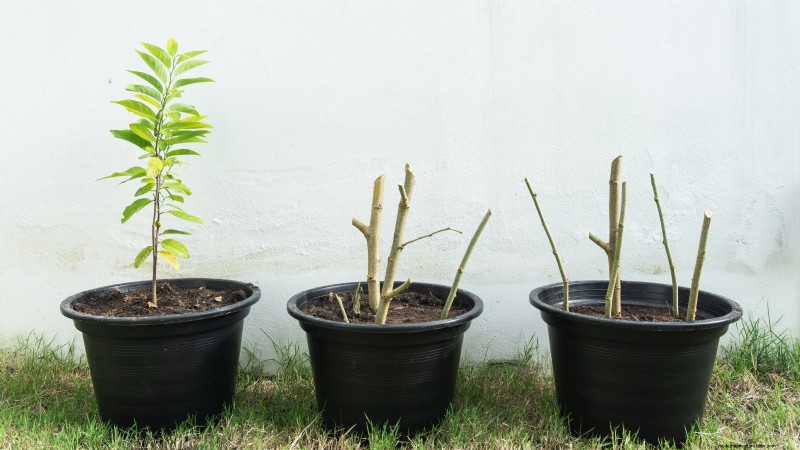 Gala Apple Tree: Planting, Growing & Care Guide