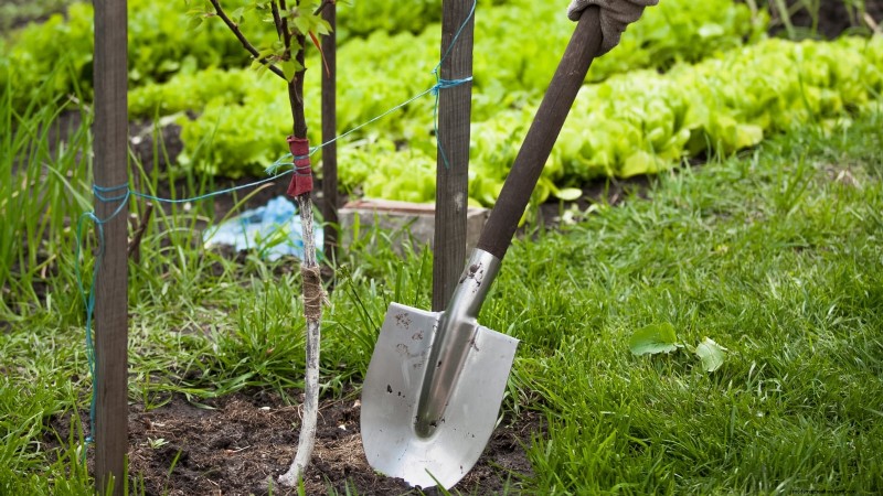 Gala Apple Tree: Planting, Growing & Care Guide