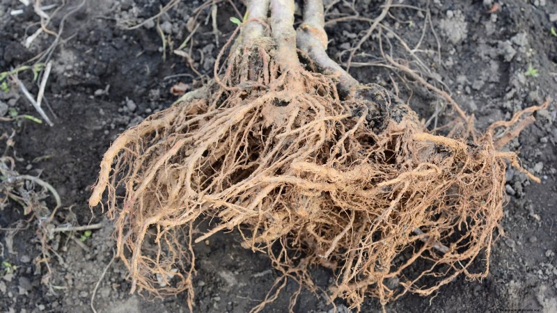 Gala Apple Tree: Planting, Growing & Care Guide
