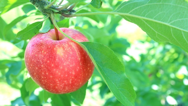 Gala Apple Tree: Planting, Growing & Care Guide