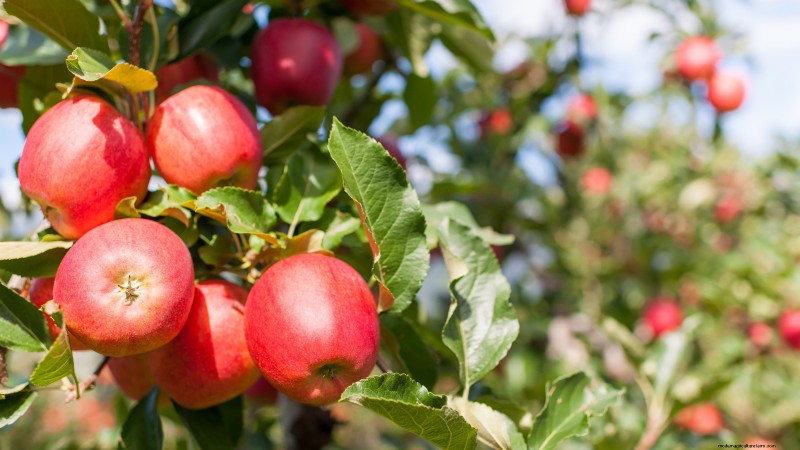 Gala Apple Tree: Planting, Growing & Care Guide