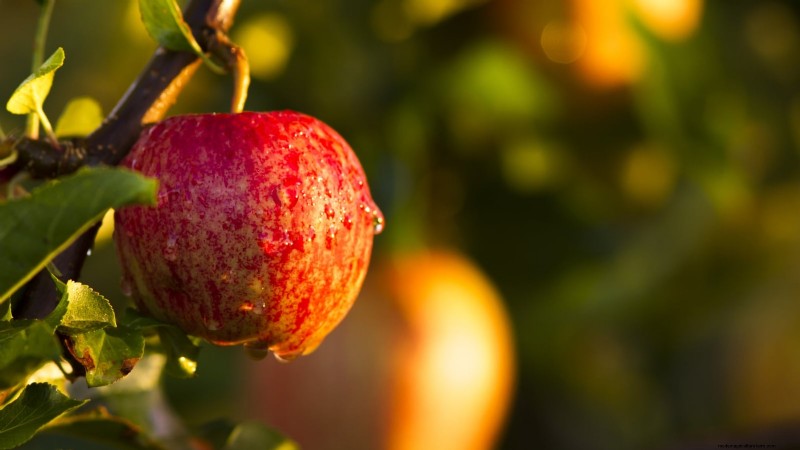 Gala Apple Tree: Planting, Growing & Care Guide
